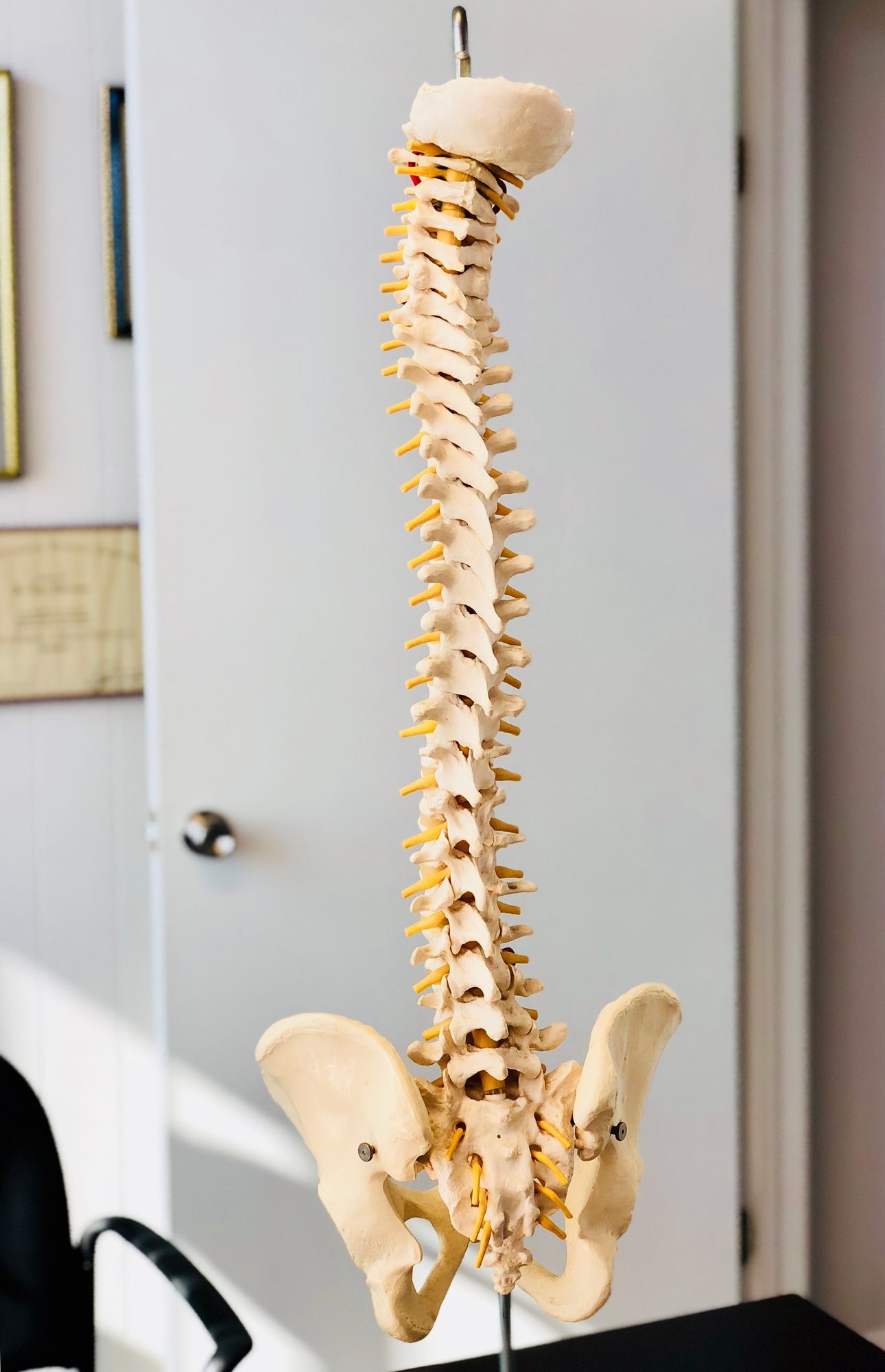 Skeletal structure of the human spine and pelvis used at a chiropractic center.